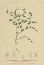 山ハコベ（Stellaria cerastioides、フローラトライアングル）