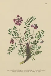 Mountain Milkvetch（Oxytropis Jacquini、Oxytropis montana）