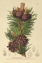 マウンテンパイン（Pinus montana、Pinus mugo）
