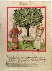 Ms.Lat.9333 fol.11健康なTacuinumからのナツメグの収穫