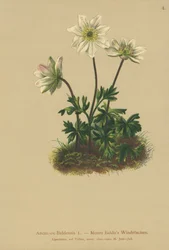 山バルドアネモネ（Anemone Baldensis）
