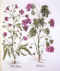 ムスクアオイ、Hortus Eystettensis、バジルベスラー（1561-1629）、パブ。 1613（手描きの彫刻）
