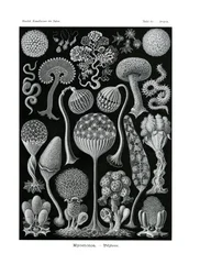 Mycetozoa、1899-1904