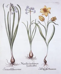 Hortus Eystettensisの水仙、チューリップ、サマースノーフレーク、バジルベスラー（1561-1629）、パブ。 1613（手描きの彫刻）