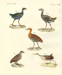 新しい鳥たち（彩色された彫刻