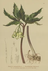 九葉サンゴ麦汁（Dentaria enneaphyllos）