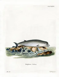 アカボウクジラ（彩色済み彫刻