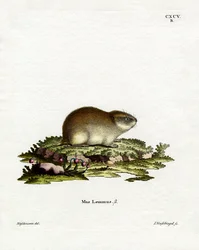 ノルウェーのレミング（彩色済み彫刻