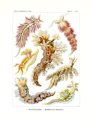 Nudibranchia、1899-1904