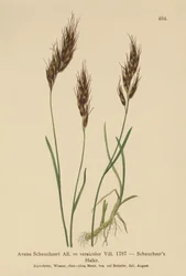オートグラス（Avena Scheuchzeri、Avena versicolor、Avena alpina）