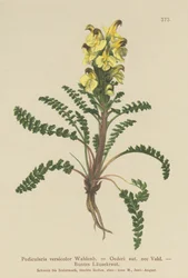 オイダーシラミ（Pedicularis versicolor、Pedicularis Oederi）