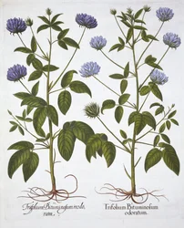 一輪のクローバー、Hortus Eystettensis、Basil Besler（1561-1629）、パブ。 1613（手塗りの彫刻）