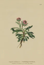 Oneflowerノミ（Erigeron uniflorus）