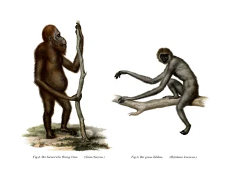 オランウータン、1860