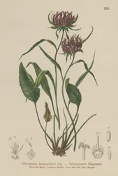 オックスフォードランピオン（Phyteuma Scheuchzeri）