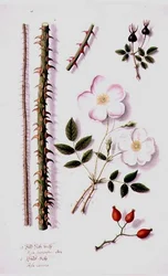 PD.98-1973f.14 白い野バラ(Rosa silvestris alba)と犬のバラ(Rosa canina) c.1820 (水彩・ガッシュ)