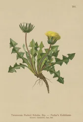 パケリスタンポポ（Parariscum Pacheri）