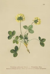 ペールクローバー（Trifolium pallescens）