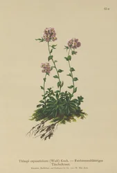 ペニークレス（Thlaspi cepeaefolium）