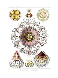 ペロメデューサ、1899-1904