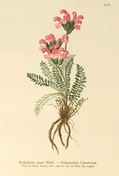 ピンクシラミ（Pedicularis rosea）