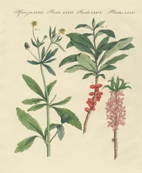 有毒なドイツの植物