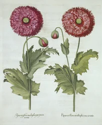 バジルベスラー（1561-1629）pubによるHortus Eystettensisのポピー。 1613
