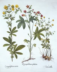Hortus EystettensisからのPotentillas、Basil Besler（1561-1629）、パブ。 1613（手塗りの彫刻）