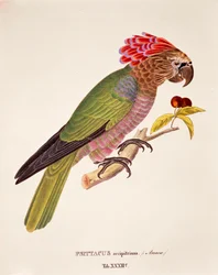 Psittacus Accipitrinus、表XXXII（Johann Baptist Von SpixとCarl Friedrich Von Martiusによる「Avium Species Novae Per Brasiliam」より）。