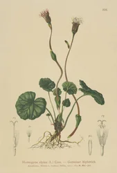 紫色のコルツフット（Homogyne alpina）