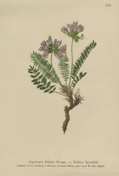 パープルオキシトロピス（Oxytropis States）