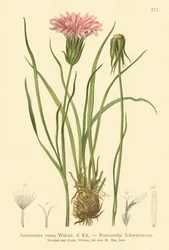 パープルバイパーグラス（Scorzonera rosea、Scorzonera purpurea subsp。rosea）
