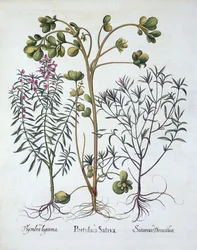 Hortus EystettensisのPurslane、夏の風味、冬の風味、Basil Besler（1561-1629）、パブ。 1613（手塗りの彫刻）