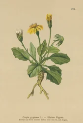 ピグミーホークスヒゲ（Crepis pygmaea、Hieracium pumilum）