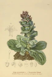 ピラミッド型ビューグル（Ajuga pyramidalis）