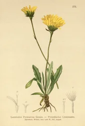 ピレニアンホークビット（Leontodon Pyrenaicum、Leontodon Pyrenaicus、）