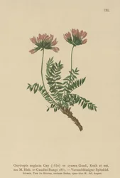 ピレネーミルクベッチ（Oxytropis無視、Oxytropisダークブルー、Oxytropis Gaume、Oxytropis Albans、Oxytropis Caucasian、Oxytropis pyrenaica、Astragalus pyrenaicum）