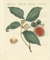 ランブータンの木（彩色済み彫刻