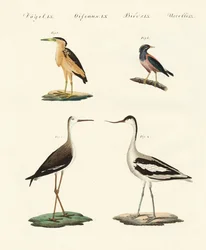 ドイツの希少な鳥（彩色済み彫刻