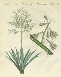 海外の希少な植物（彩色された彫刻