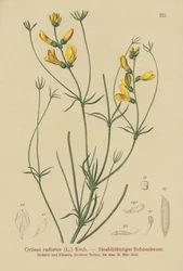 すりほうき（Cytisus radiatus、Cytisanthus radiatus、Genista radiata）