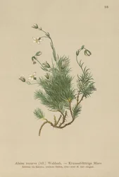 Recurved Sandwort（Alsine recurva、Minuartia recurva）