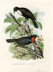 赤毛のフクロウ、1864年