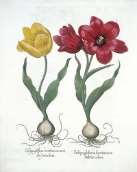 赤と黄色のチューリップ、Hortus Eystettensisの、Basil Besler（1561-1629）pubによる。 1613（手描きの彫刻）