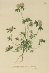ロッククローバー（Trifolium saxatile）