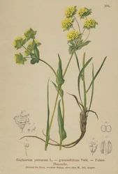 イワシの耳（Bupleurum petraeum、Bupleurum graminifolium）