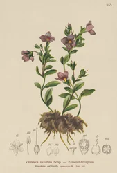 ロックスピードウェル（Veronica saxatilis）