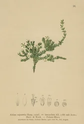 Rock Stitchwort（Alsine rupestris、Alsine lanceolata、Minuartia rupestris）