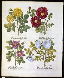 バラ、1613年のバジルベスラー（1561-1629）パブによるHortus Eystettemsisのプレート96（手描きの彫刻）