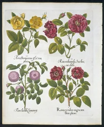 バラ、Hortus Eystettensisのバジルベスラー作のプレート96（1561-1629）パブ1613（手描きの彫刻）